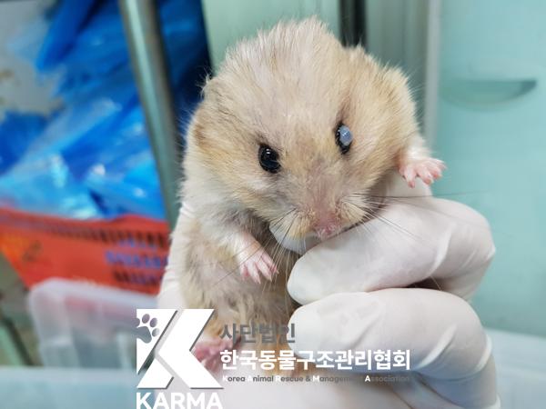 보호중 햄스터의 가…